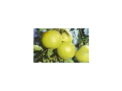 Jabloň GOLDSTAR - M26