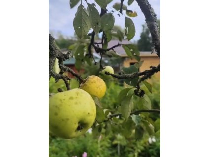 Jabloň ANTONOVKA - M26