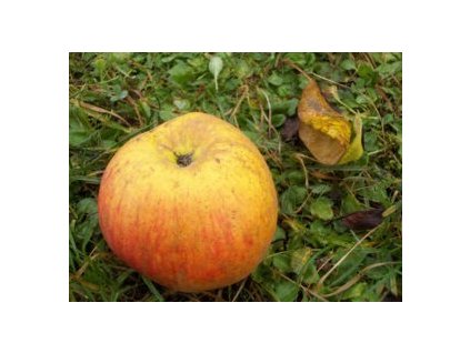 Jabloň BOSKOPSKÉ ČERVENÉ - M26