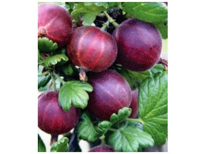 Angrešt KAMENIAR - stromkový