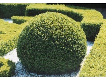 Zimostráz vždyzelený 20-25 cm, K9