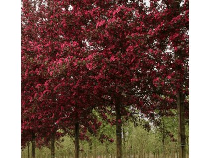 Jabloň okrasná - SCARLETT