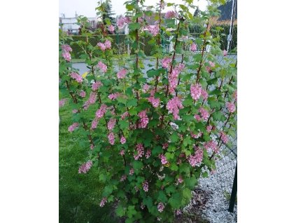 Meruzalka krvavá ´King Edward VII.