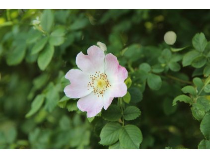 rose hips 3433276 1280