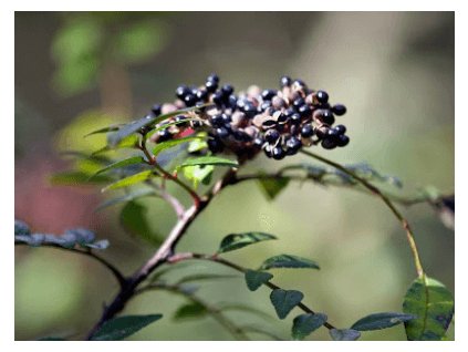 Žlutodřev lentiškolistý (syn. žlutodřev vínobobovitý)