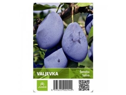 Slivoň VALJEVKA - myr.