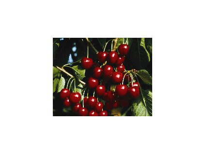 Třešeň - KORDIA - pt.