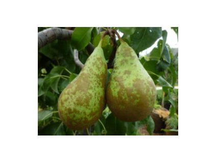 Hrušeň KONFERENCE - kd.