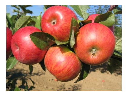 Jabloň TOPAZ® - M25