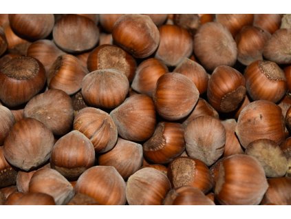 Líska TONDA DI GIFFONI