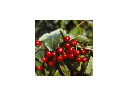 Třešeň - BURLAT - colt.