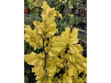 Jilm habrolistý ´Wredei´ - 40-60cm