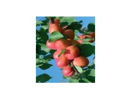 Meruňka TSUNAMI® - St. Jul.