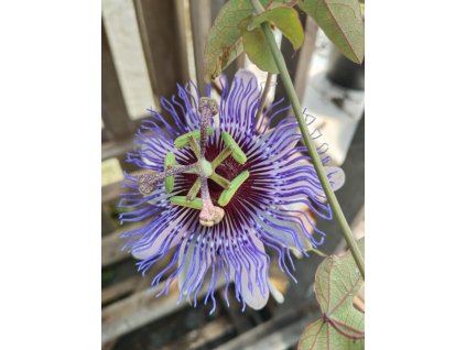 Mučenka PURPLE HAZE