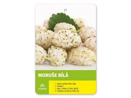 Moruše bílá -50+ cm