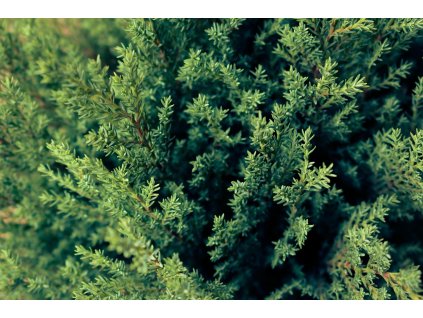 Jalovec čínský ´Stricta´