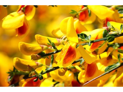 common broom 8173375 1280