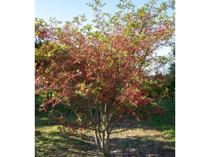 Blýskalka chlupatá