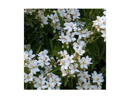 Choisya ´White Dazzler´