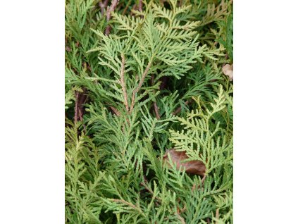 thuja 49629 1280