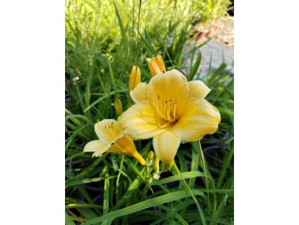 Denivka STELLA D´ORO