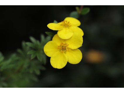 nennieinszweidrei fingerbush 4528298 1280