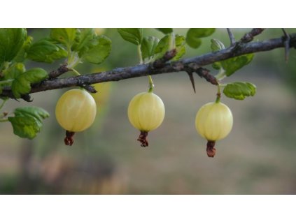 Angrešt MUCURINES - keř