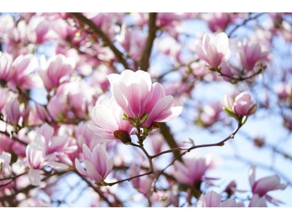 hans tulip magnolia 3164011 1280