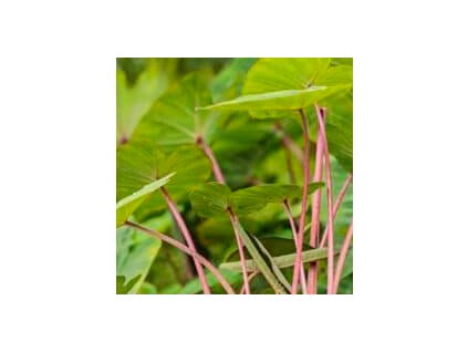 Sloní ucho - Kolokázie PINK CHINA