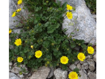 Mochna -Potentilla tonguei