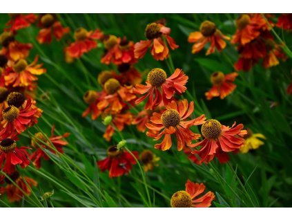 sun bride 1524282 1280