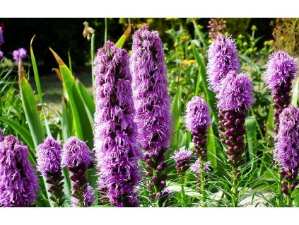 flowers 7397663 1280