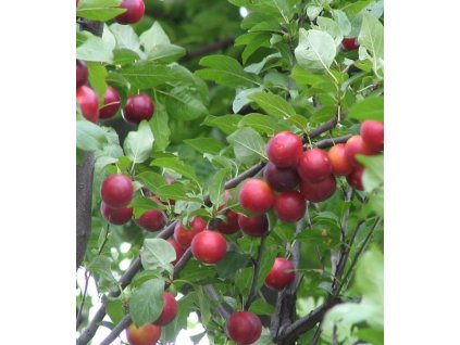Myrobalán třešňový - 40-60cm, K