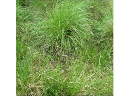 Pěchava vápnomilná (syn. pěchava modrá)