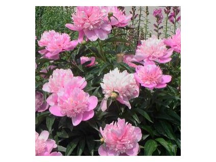 Pivoňka lékařská ROSEA PLENA @