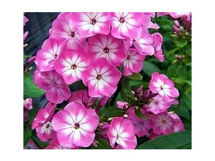 Plamenka latnatá ANASTASIA