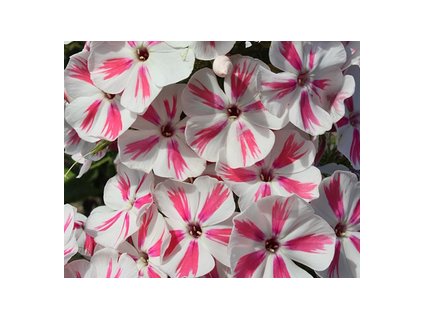 Plamenka latnatá TWISTER