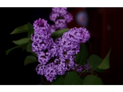 common lilac 6579091 1280