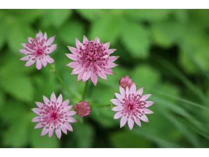 large astrantia major 8822429 1280