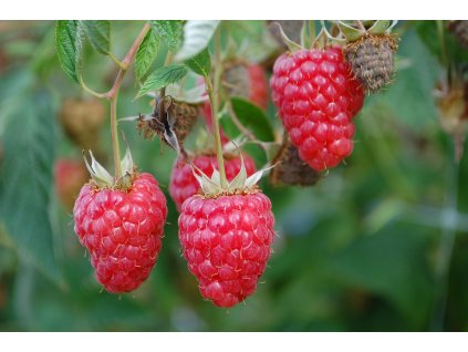 brumarotta raspberry 3633023 1280