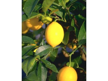 la vellatte 20170116 2017720456