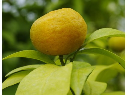 Mandarinka ´Sun Chu Sha´