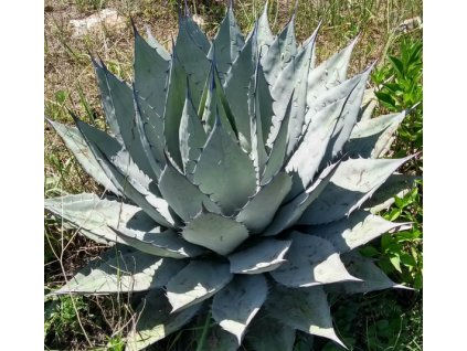 Agave applanata
