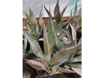 Agave palmeri