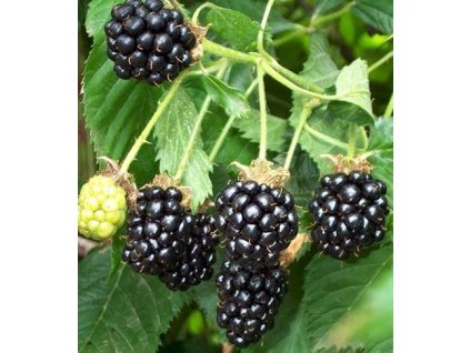 Ostružiník HIMALAYA