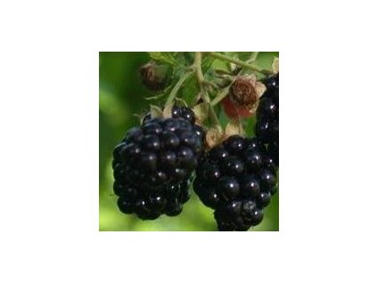 Ostružiník DIRKSEN