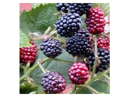 Ostružiník NAVAHO K2