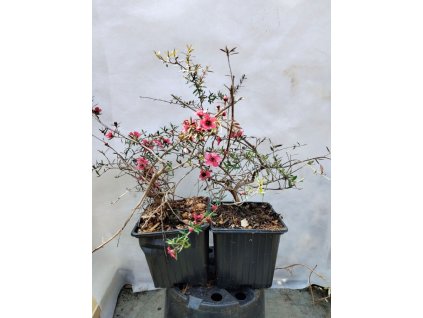 Balmín metlatý RED FALLS