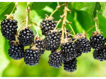 Ostružiník THORNFREE