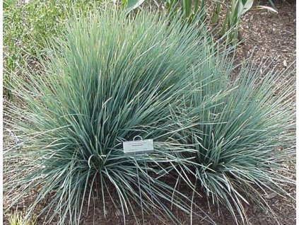 Ovsíř stálezelený- SAPHIRSPRUDEL